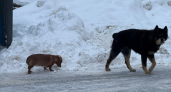 Собака выгуливает собаку: чем грозит хозяевам «звездная пара» из Электрогорска