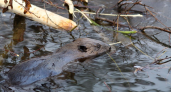 Верность до смерти: у подмосковных бобров начался брачный сезон, где самки правят и не прощают измен