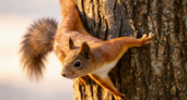 Белка из Балашихи покорила соцсети, устроив пикник на ладони прохожего в Пестовском парке
