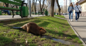 Весной молодые бобры уходят от родителей и оказываются в центре Москвы