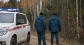 Губернатор Брянской области сообщил о росте сбросов мин в лесах региона