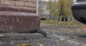 Возле медуниверситета в Новосибирске пожаловались на нашествие крыс